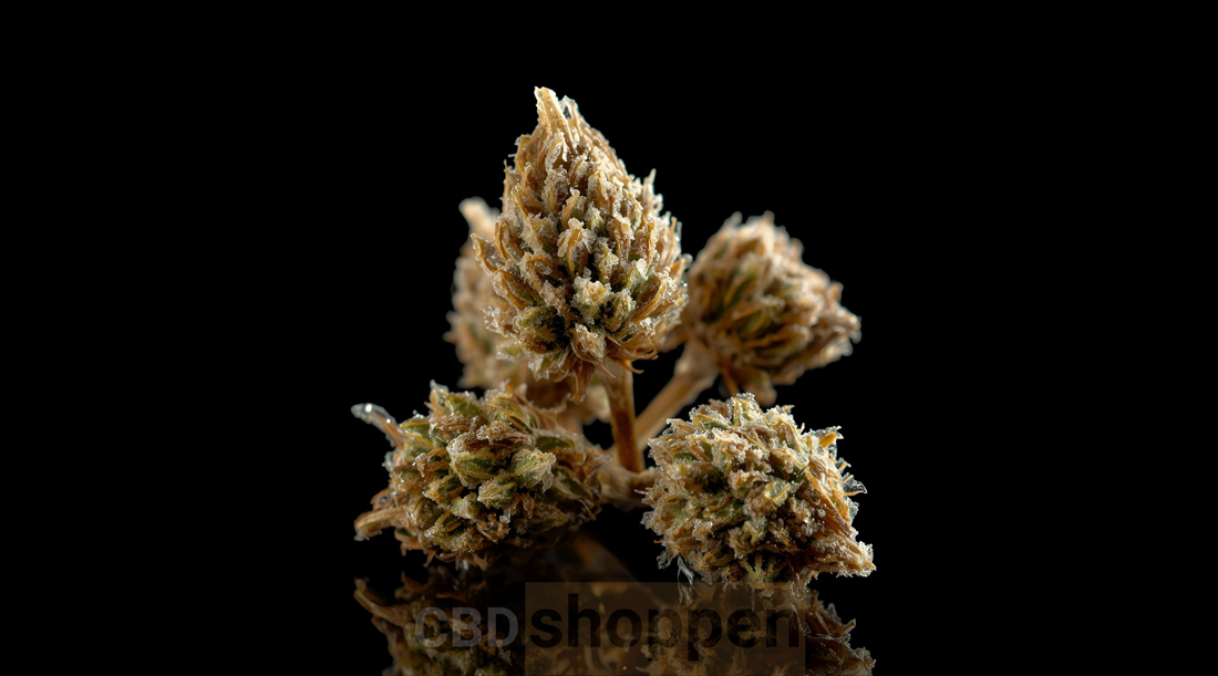 CBD blomster i Danmark – hvad er det?