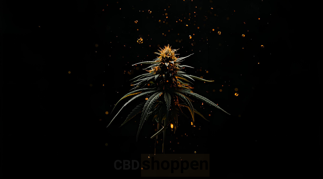 Hvad er CBD hash? En komplet guide til 2025