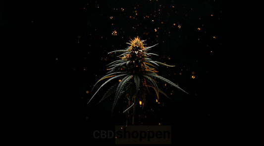 Hvad er CBD hash? En komplet guide til 2025