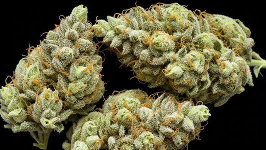 Northern Lights 24% CBD