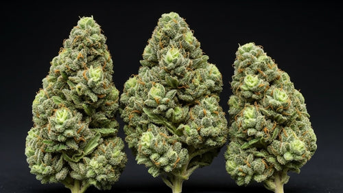 Wedding Cake 34% THCA